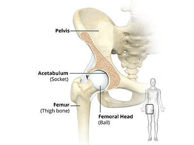 Hip Anatomy - Educational Picture
